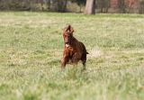 SETTER IRLANDAIS 262